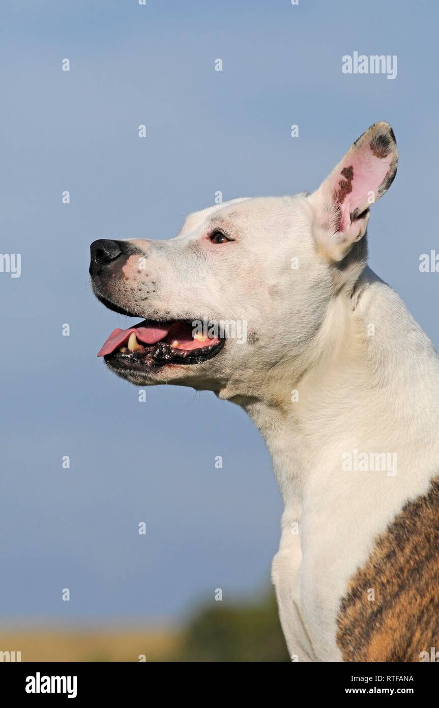 American Staffordshire Terrier, brindle with white, animal portrait, Austria Stock Photo