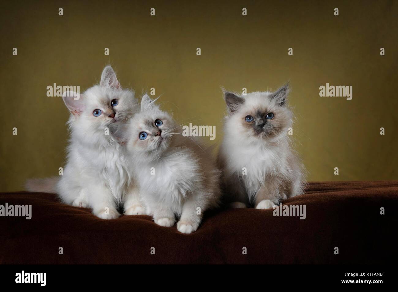 Holy Burma, kittens, 9 weeks old, sitting on brown blanket, Austria Stock Photo