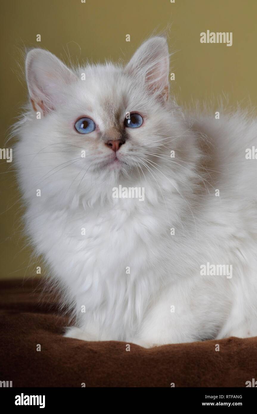 Holy Burma, kitten 16 weeks old, sitting on brown blanket, animal portrait, Austria Stock Photo