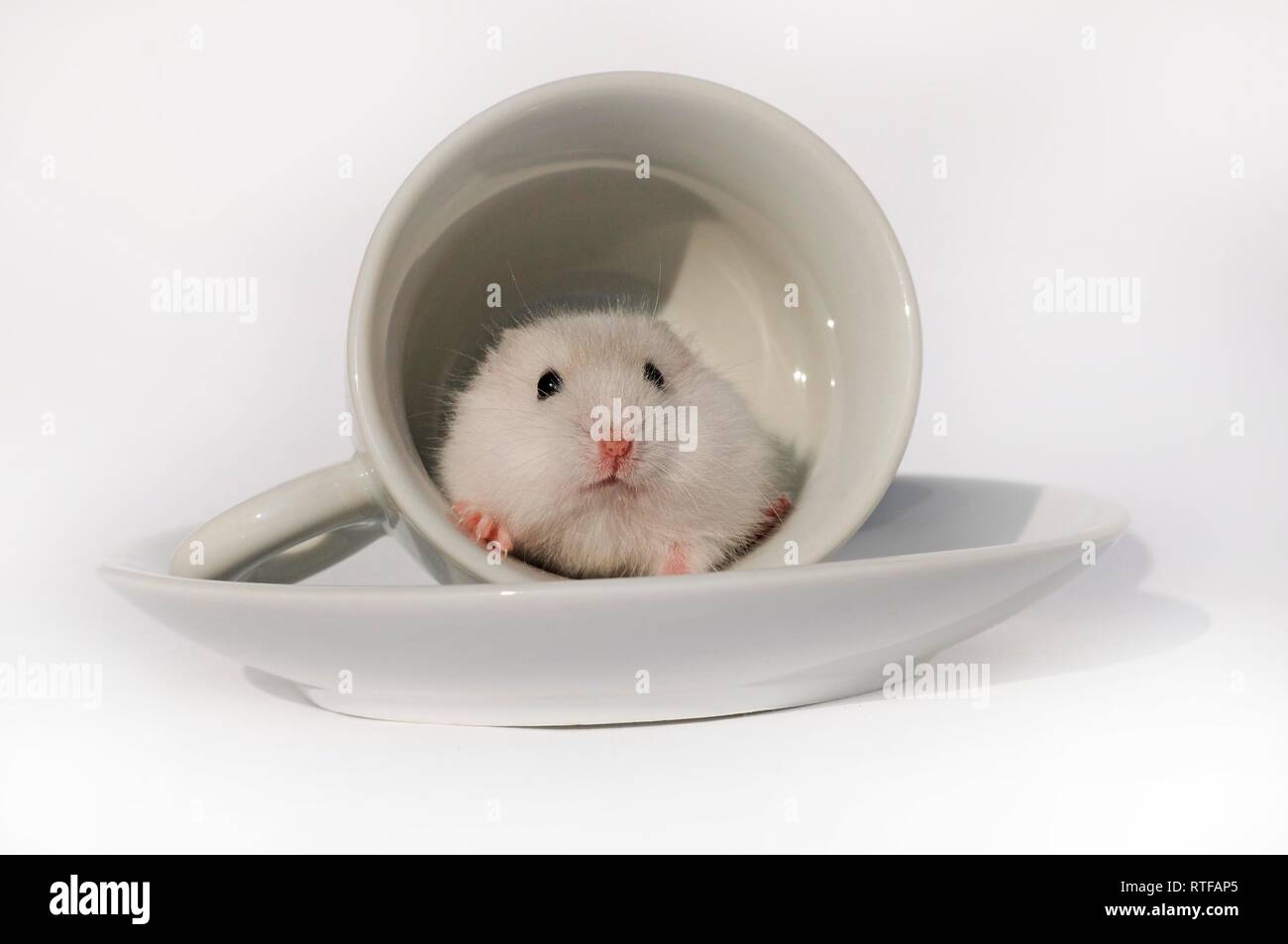 Djungarian hamster (Phodopus sungorus), wild-coloured, 4 weeks, sits in white porcelain cup, Austria Stock Photo