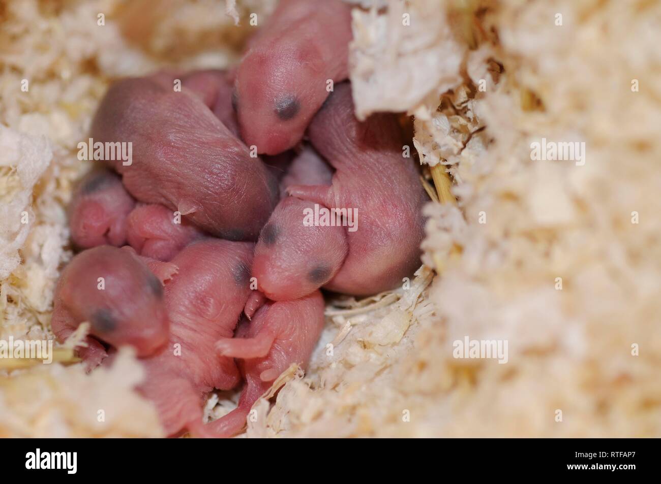 Djungarian hamsters (Phodopus sungorus), newborn naked animal babies in nest, Austria Stock Photo