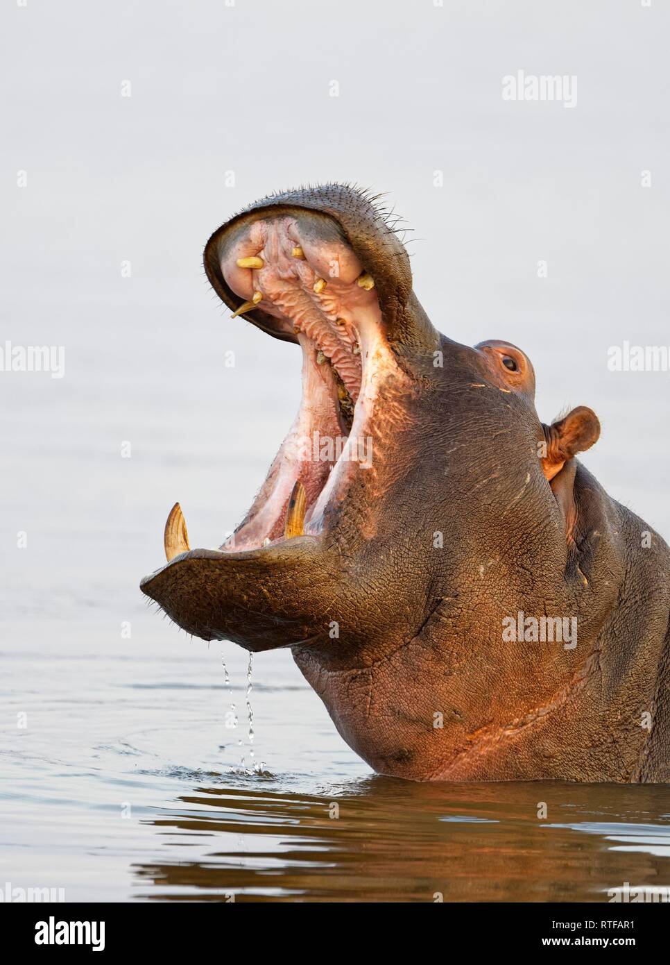 Hippo (Hippopotamus amphibius) in water, animal portrait with open mouth, KwaZulu-Natal, South Africa Stock Photo