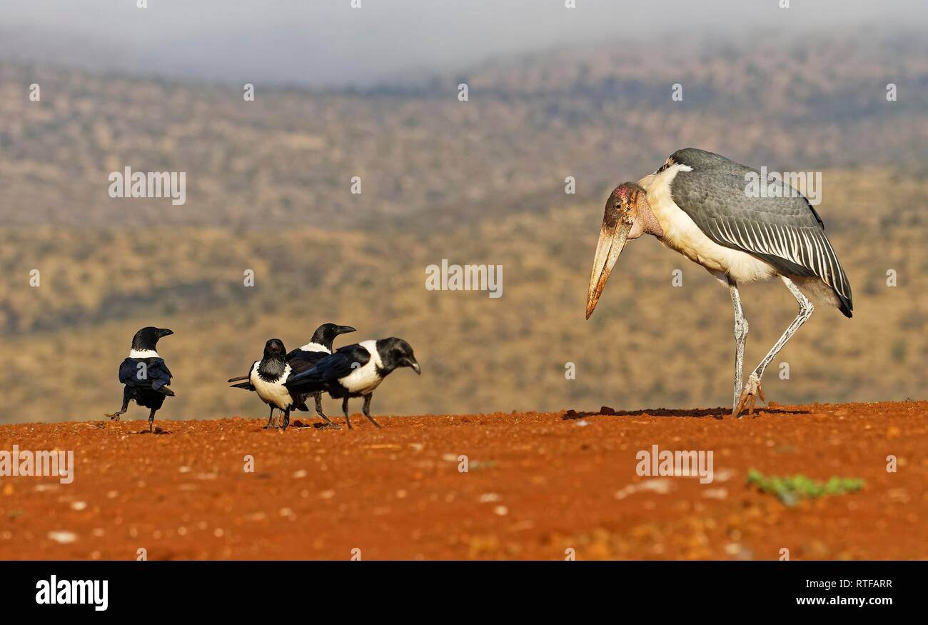 Marabou stork (Leptoptilos crumeniferus) and Pied Crows (Corvus albus
