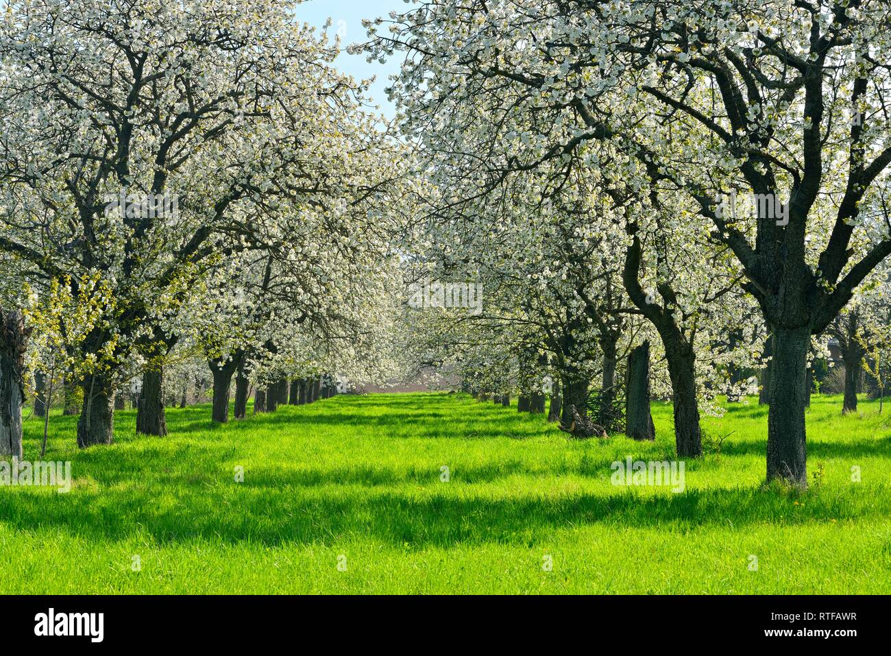 Spring orchard, flowering Cherry trees (Prunus), Burgenland district, Saxony-Anhalt, Germany Stock Photo