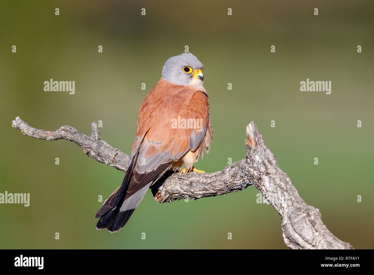 Lesser Kestrel (falco naumanni), male sitting on branch, Spain Stock Photo