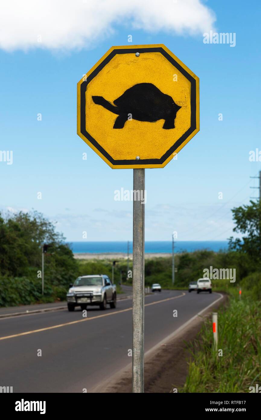 Warning sign, giant tortoises crossing the road, Santa Cruz Island, Galapagos Islands, Ecuador Stock Photo