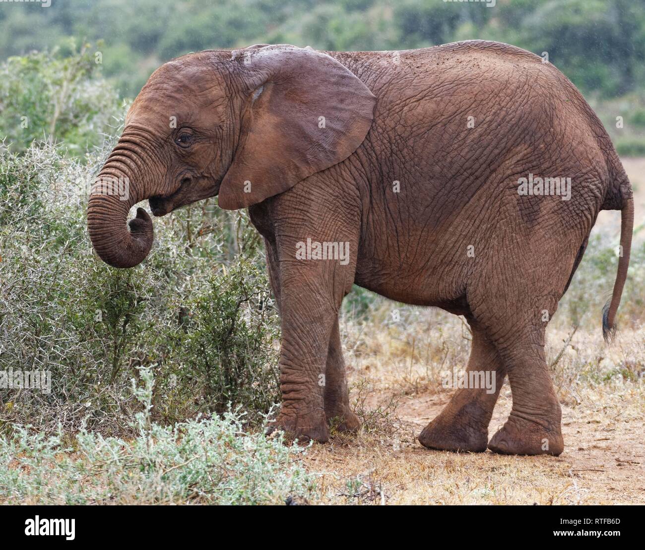 African bush elephant (Loxodonta africana), young animal eating from a thorny bush, Addo Elephant National Park, Eastern Cape Stock Photo