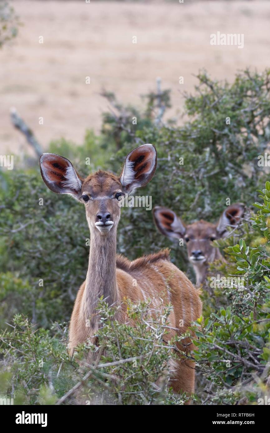 Greater kudus (Tragelaphus strepsiceros), alert, Addo Elephant National Park, Eastern Cape, South Africa Stock Photo