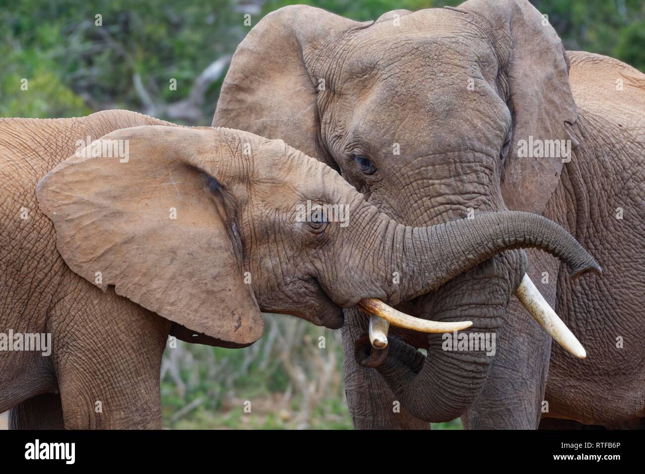 African bush elephants (Loxodonta africana), two young males playing fight, Addo Elephant National Park, Eastern Cape Stock Photo