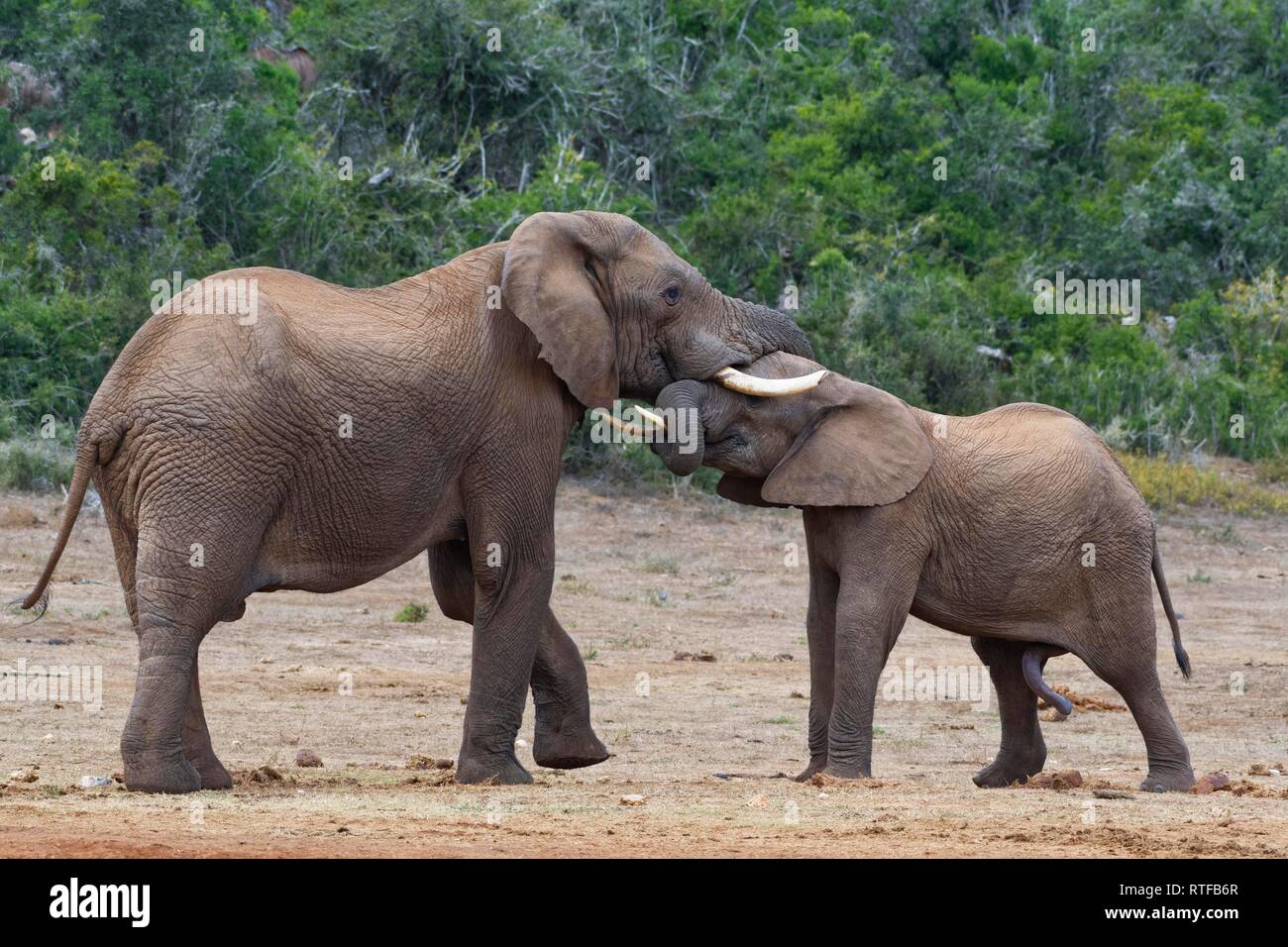 African bush elephants (Loxodonta africana), two males playing fight, face to face, Addo Elephant National Park, Eastern Cape Stock Photo