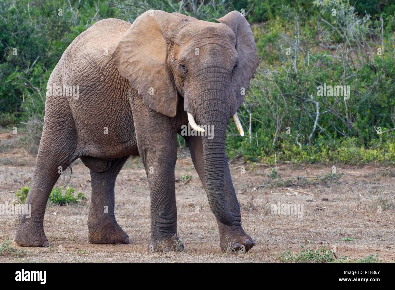 African bush elephant (Loxodonta africana), adult male, Addo Elephant National Park, Eastern Cape, South Africa Stock Photo
