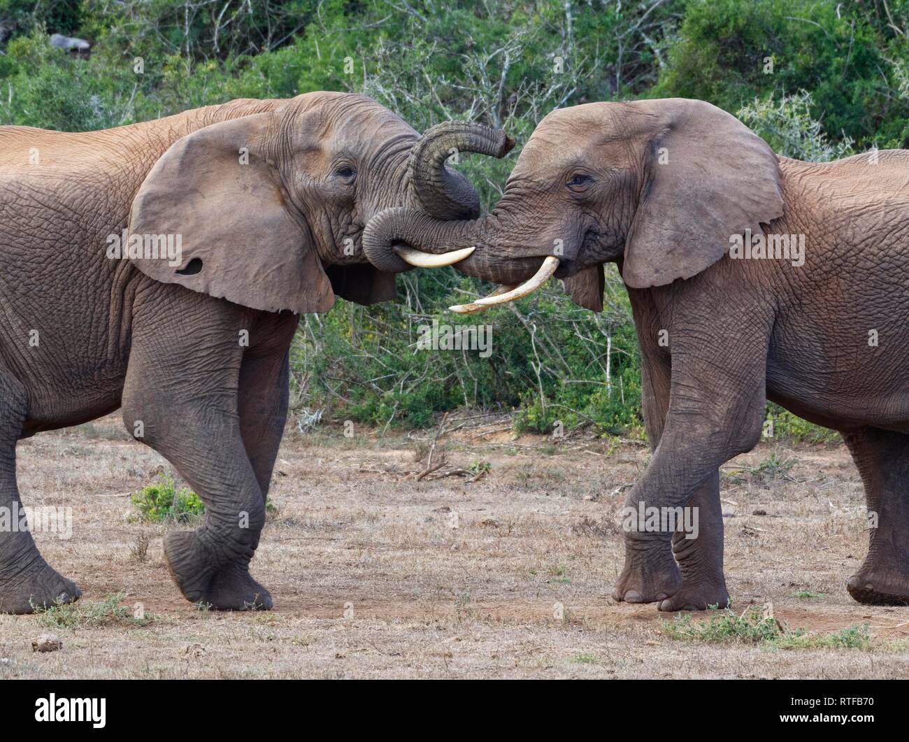 African bush elephants (Loxodonta africana), two adult males playing fight, face to face, Addo Elephant National Park Stock Photo
