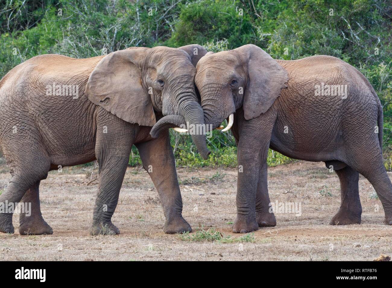 African bush elephants (Loxodonta africana), two young adult males playing fight, face to face, Addo Elephant National Park Stock Photo