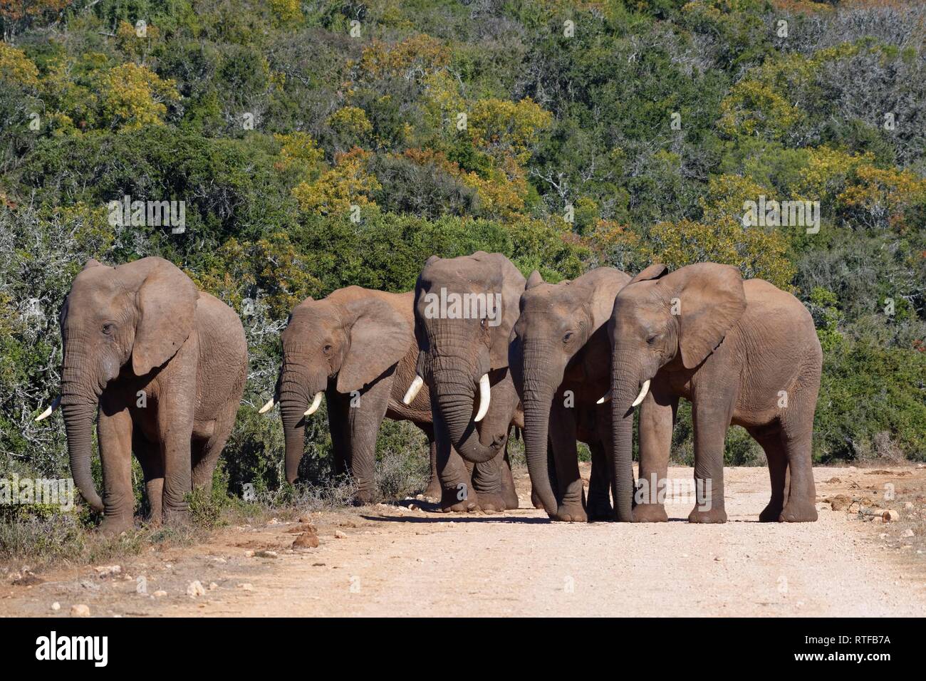 African bush elephants (Loxodonta africana), herd standing on a dirt road, Addo Elephant National Park, Eastern Cape Stock Photo