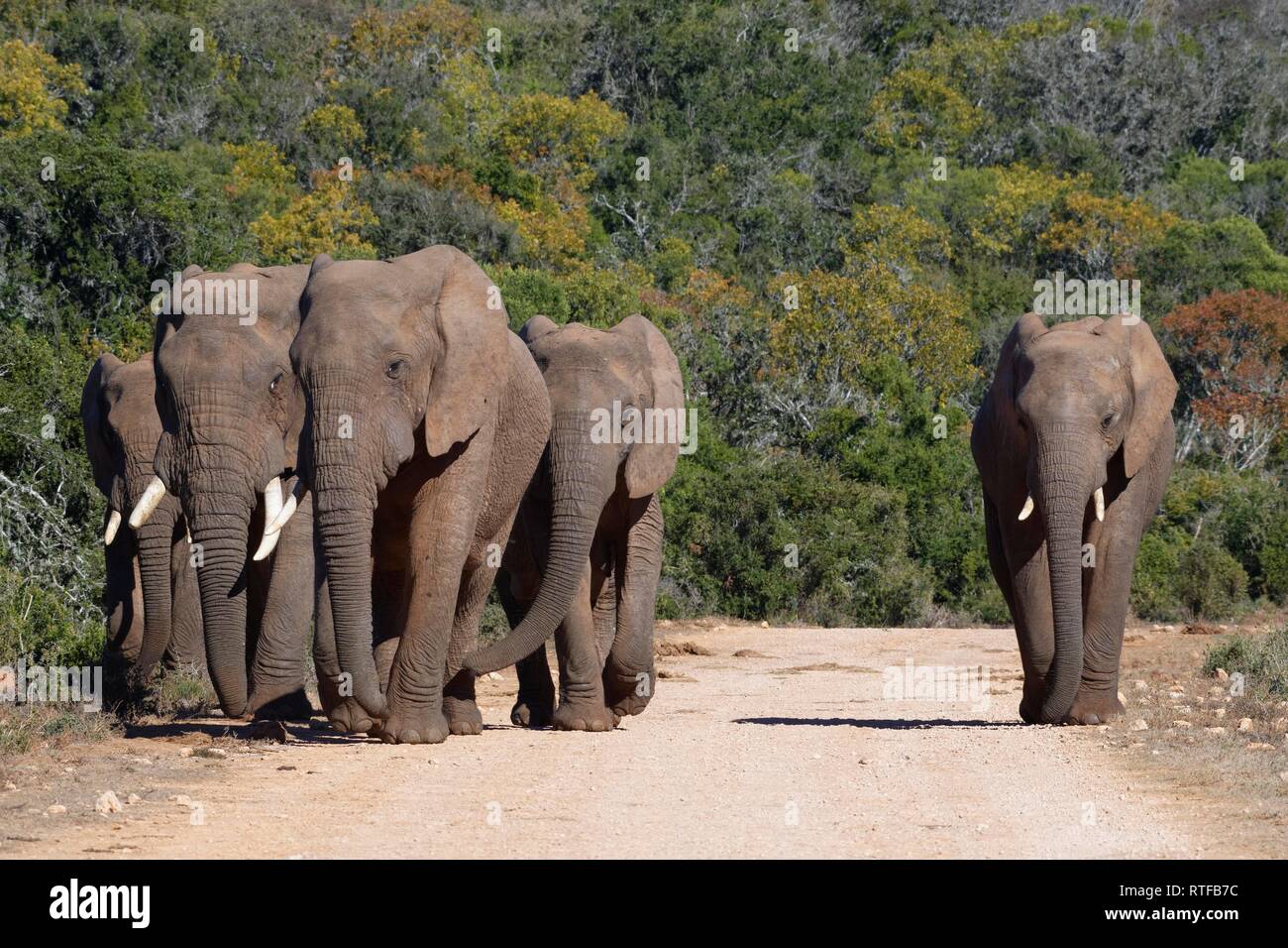 African bush elephants (Loxodonta africana), herd walking on a dirt road, Addo Elephant National Park, Eastern Cape Stock Photo