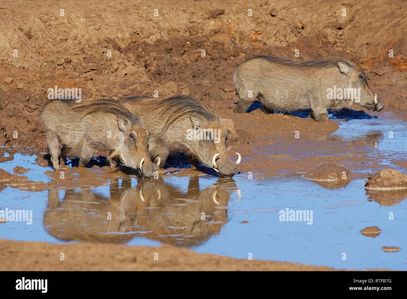 Common warthogs (Phacochoerus africanus), three adults in muddy water, drinking at a waterhole, Addo Elephant National Park Stock Photo