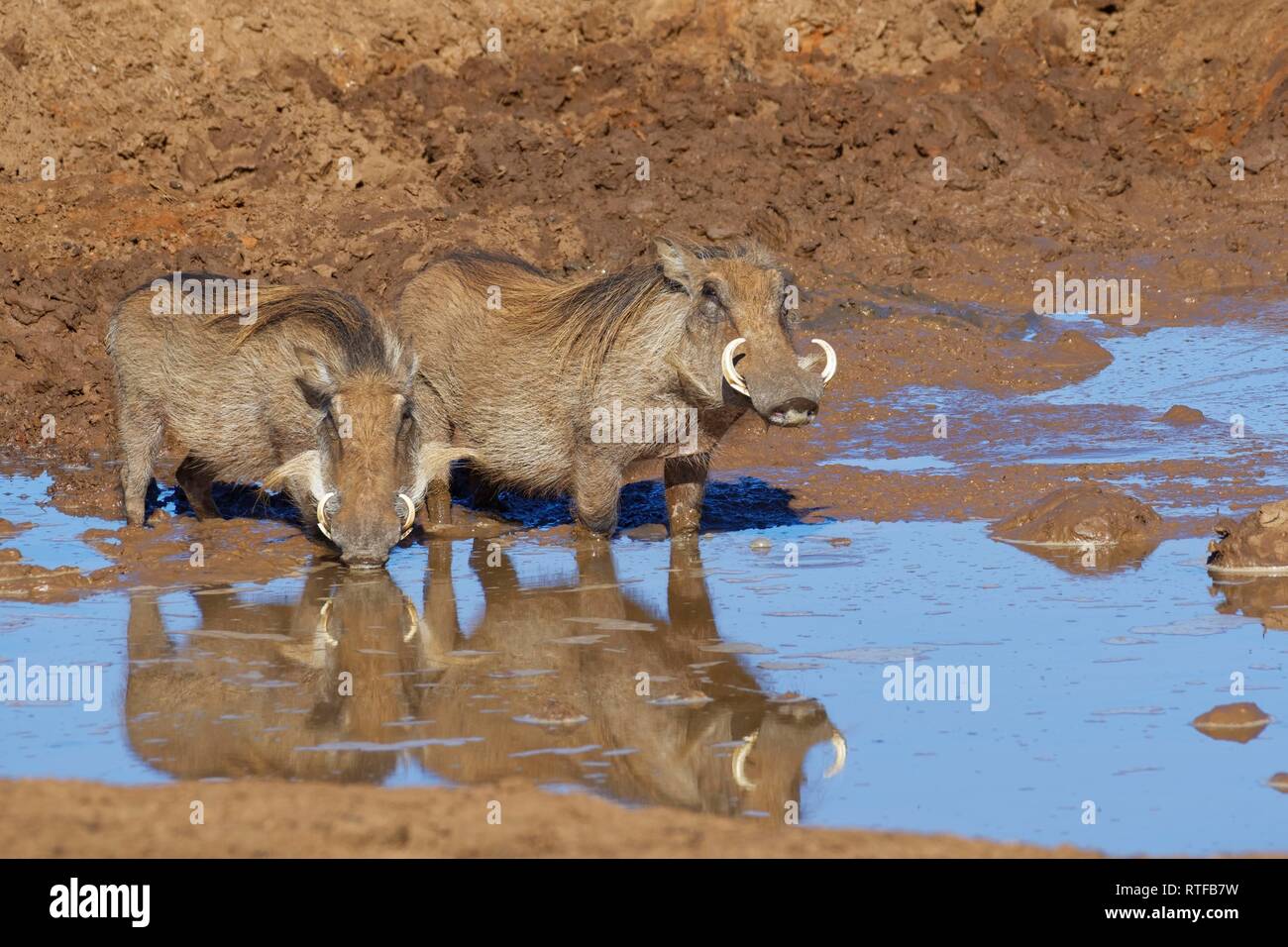 Common warthogs (Phacochoerus africanus), two adults in muddy water, drinking at a waterhole, Addo Elephant National Park Stock Photo