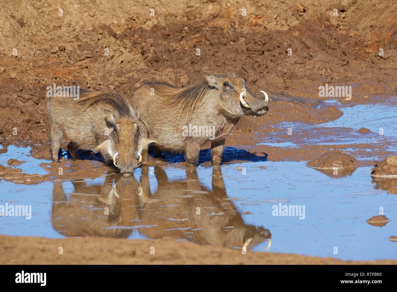 Common warthogs (Phacochoerus africanus), two adults in muddy water, drinking at a waterhole, Addo Elephant National Park Stock Photo