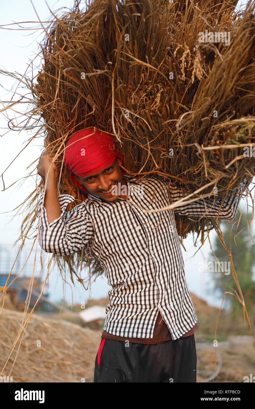 Man, 20 years old, with rice straw bales on his shoulders, Chitwan National Park, Terai lowlands, Nepal Stock Photo