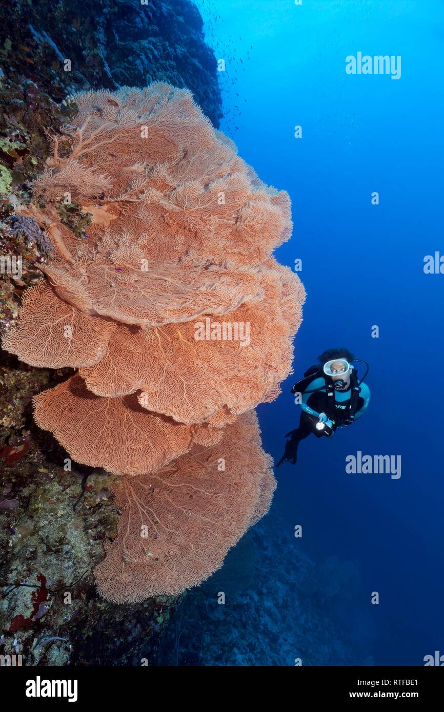 Diver at coral reef wall observes gorgonians (Annella mollis), Red Sea, Egypt Stock Photo