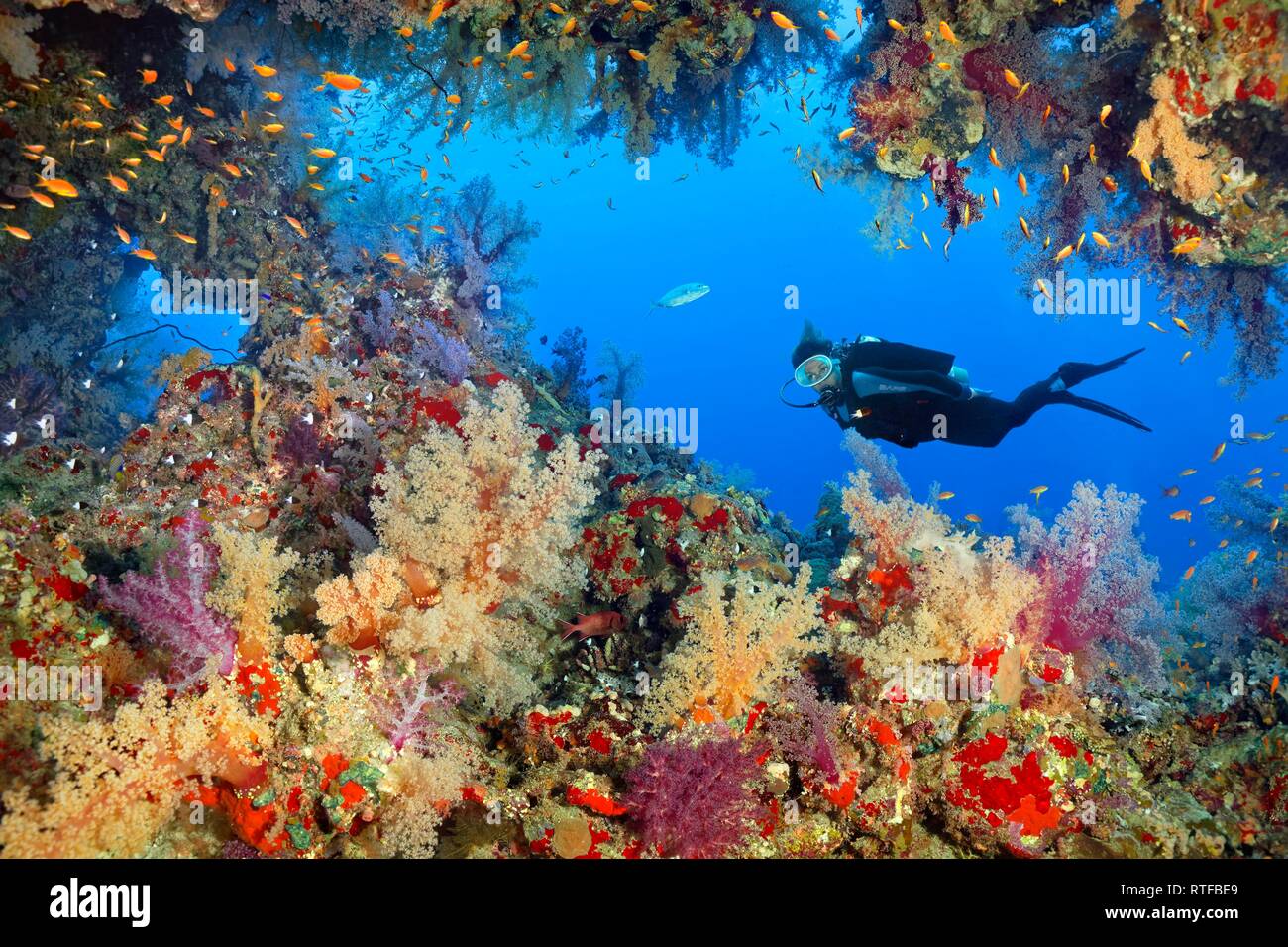 Diver observes breakthrough in coral reef, densely overgrown with various Soft corals (Alcyonacea), stone corals (Hexacorallia) Stock Photo