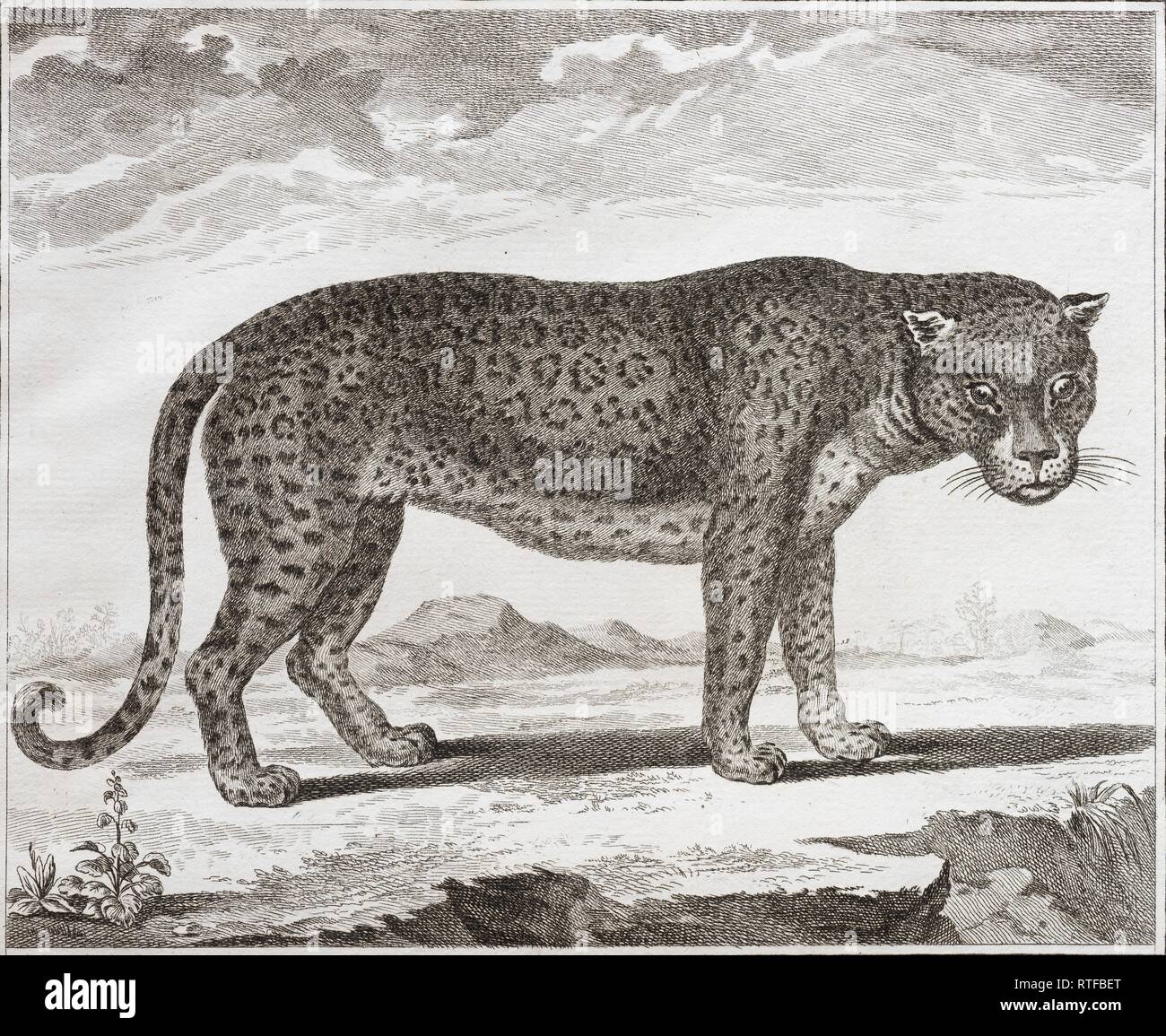 Black panther (Panthera), copper engraving by Benard after Martinet from Histoire Naturelle in the encyclopedia by Diderot and Stock Photo