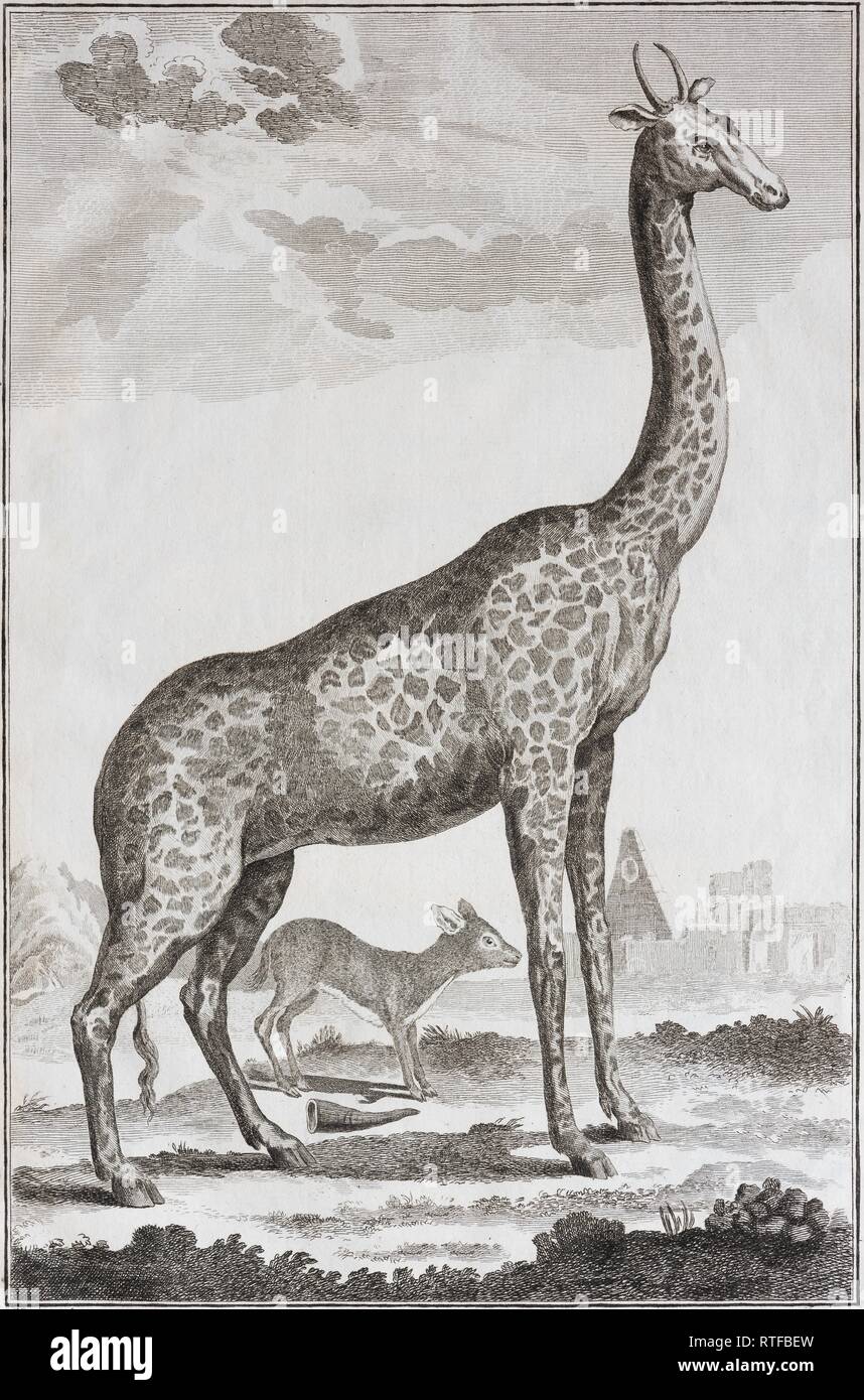 Giraffe (Giraffa), copper engraving by Benard after Martinet from Histoire Naturelle in the encyclopedia by Diderot and Stock Photo