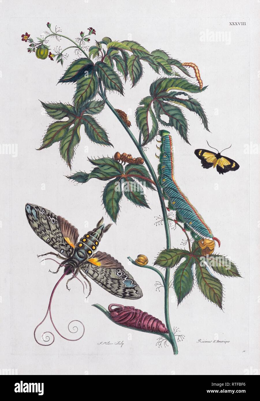 Owlet moth (Noctuidae), Transformation, hand coloured copper engraving by Maria Sybilla Merian from Metamorphosis insectorum Stock Photo