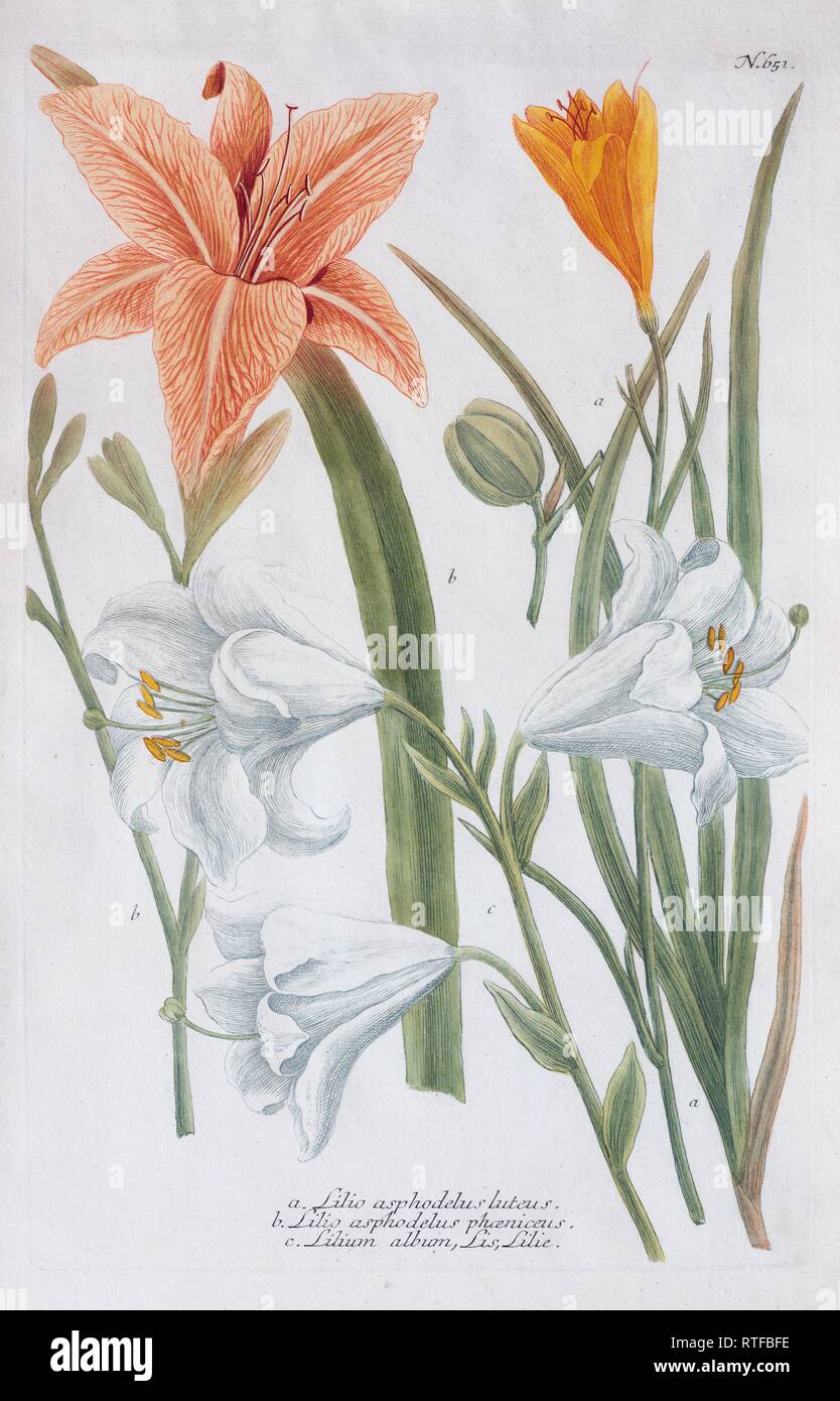 Lilies (Lilium), coloured copper engraving from Phytanthoza Iconographia by Johann Wilhelm Weinmann, 1737, Germany Stock Photo