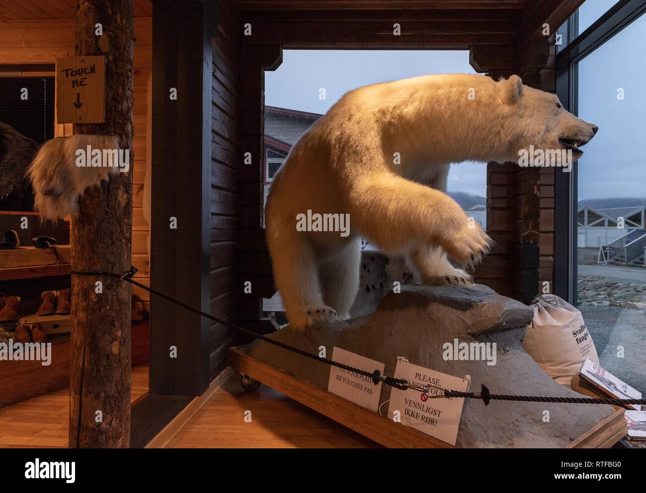 Stuffed Polar bear (Ursus maritimus), Shop, Longyearbyen, Spitsbergen, Svalbard, Norway Stock Photo