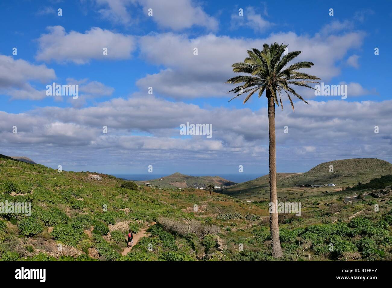 Green Valley of Haria, Lanzarote, Spain Stock Photo