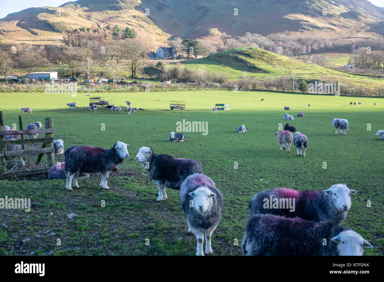Herdwick sheep on a farm beside Lake Buttermere in the Lake District national park,Cumbria,England Stock Photo