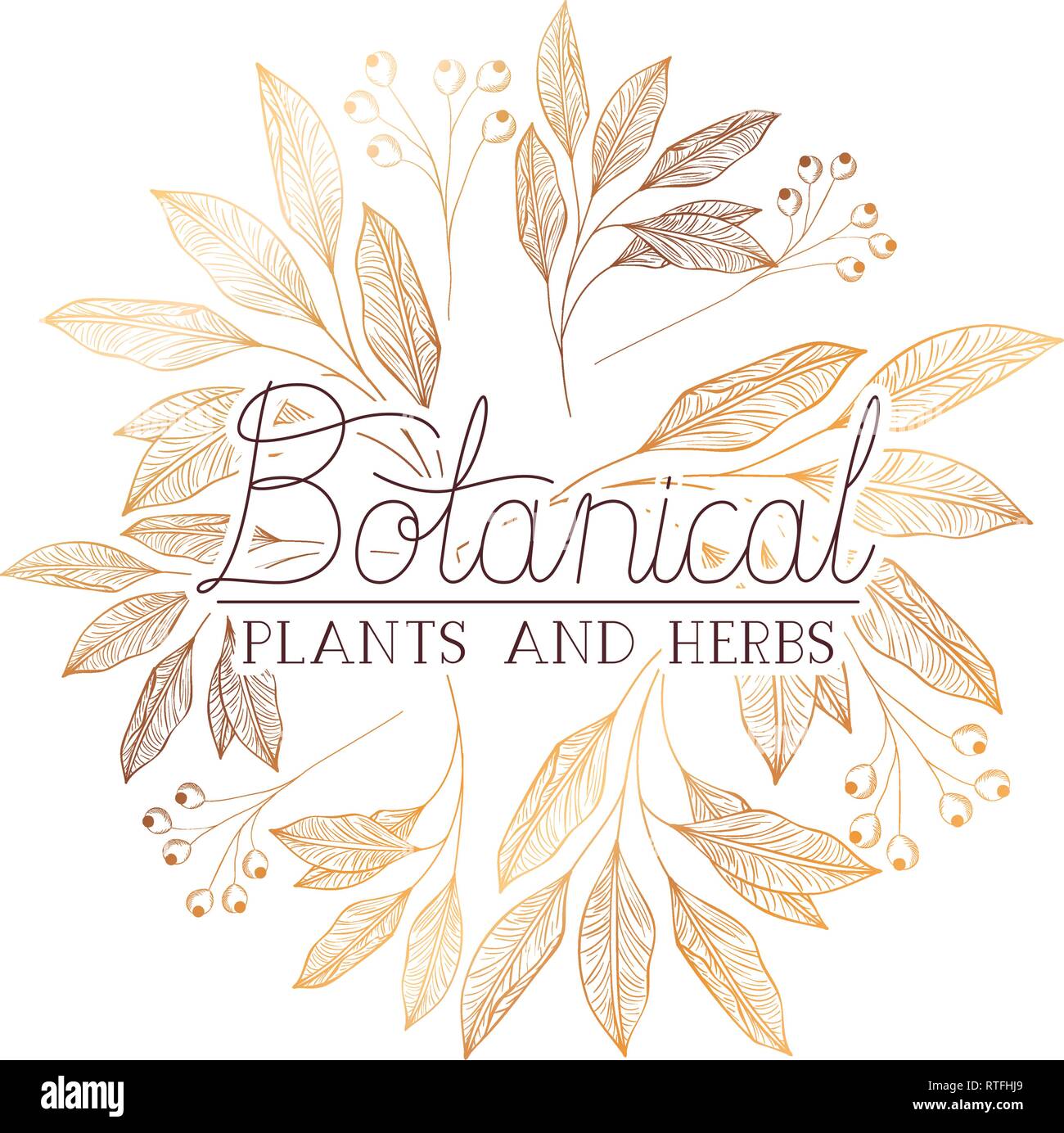 botanical label with plants and herbs vector illustration desing Stock ...