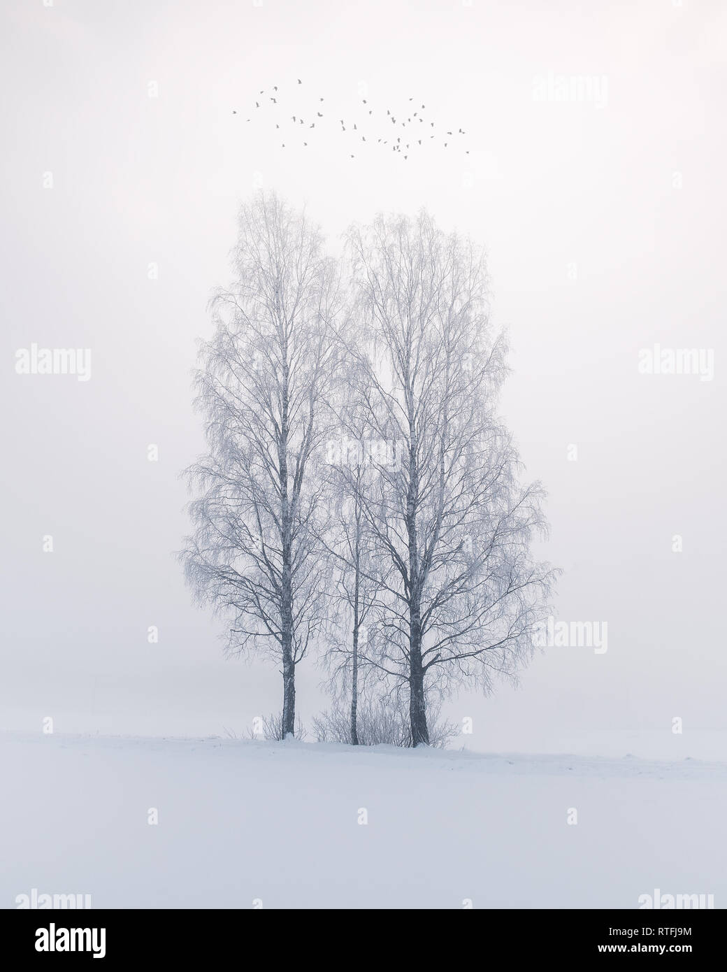 Beautiful fog landscape with silver birch and flying birds at winter morning in Finland Stock Photo