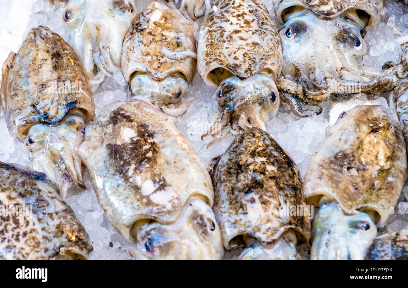 Cuttlefish in open seamarket, Napoli Stock Photo