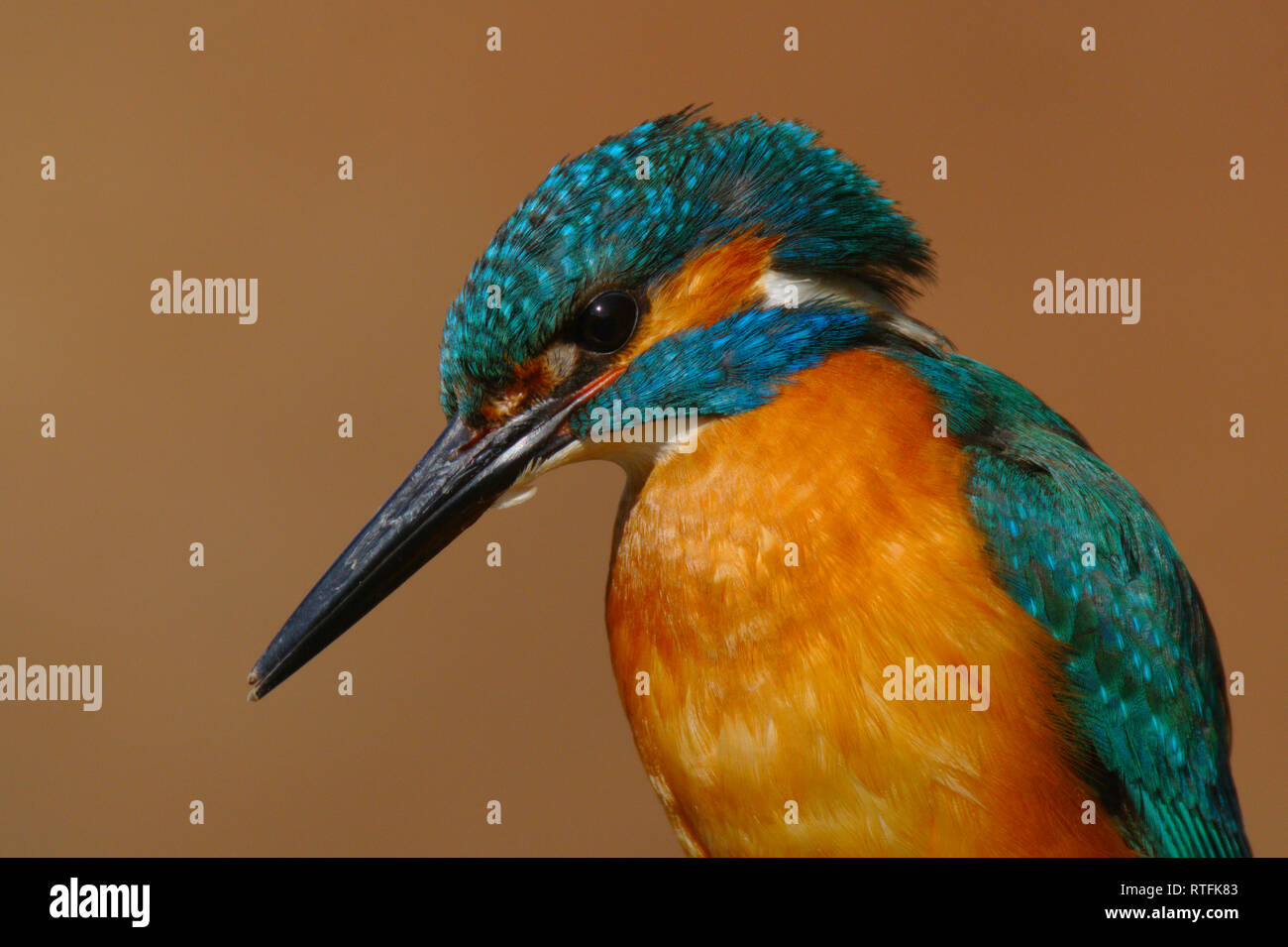 Kingfisher - Alcedo Atthis - Guarda Rios - bird Stock Photo