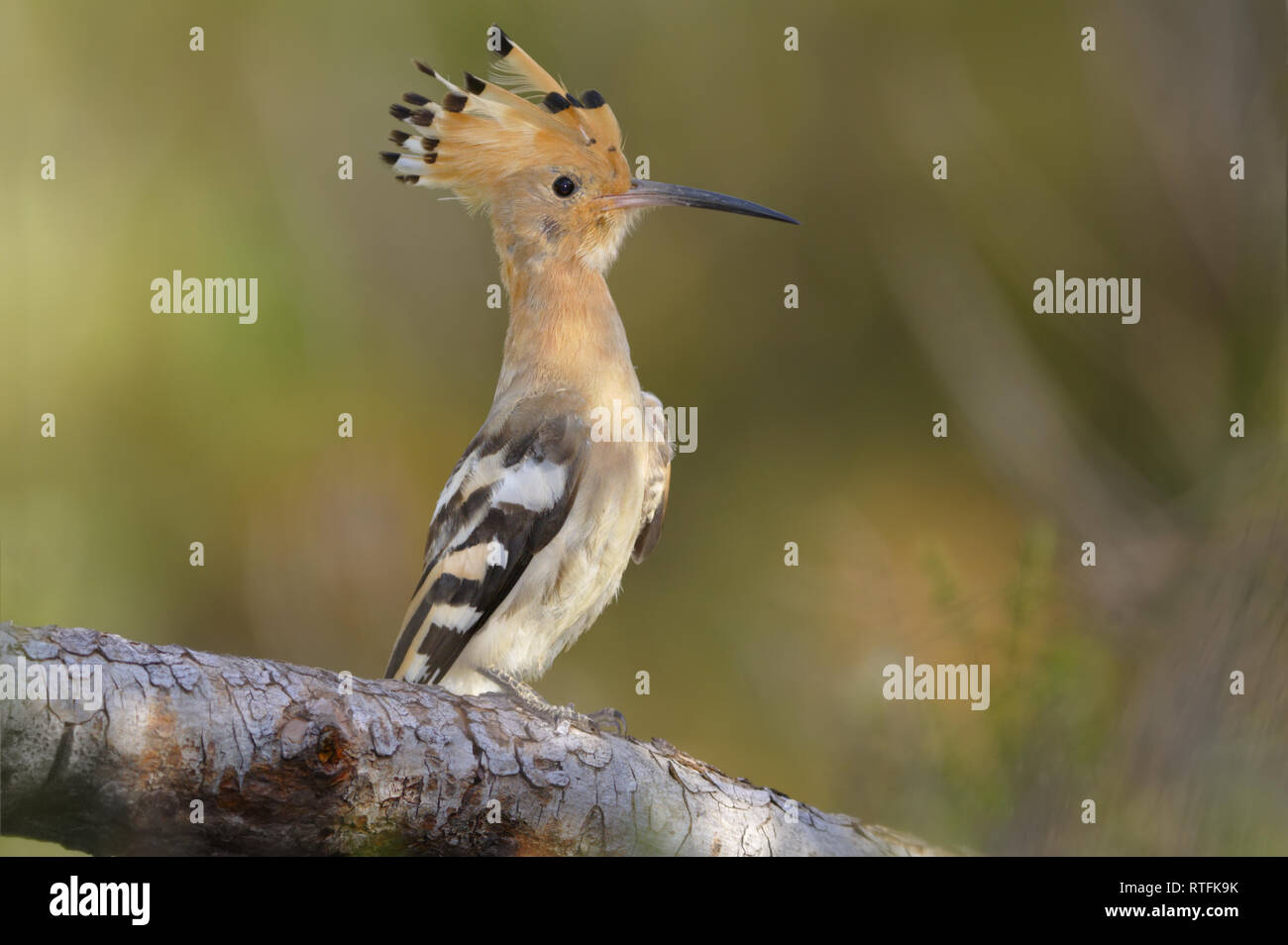 Hoopoe upupa epops poupa bird hi-res stock photography and images - Alamy