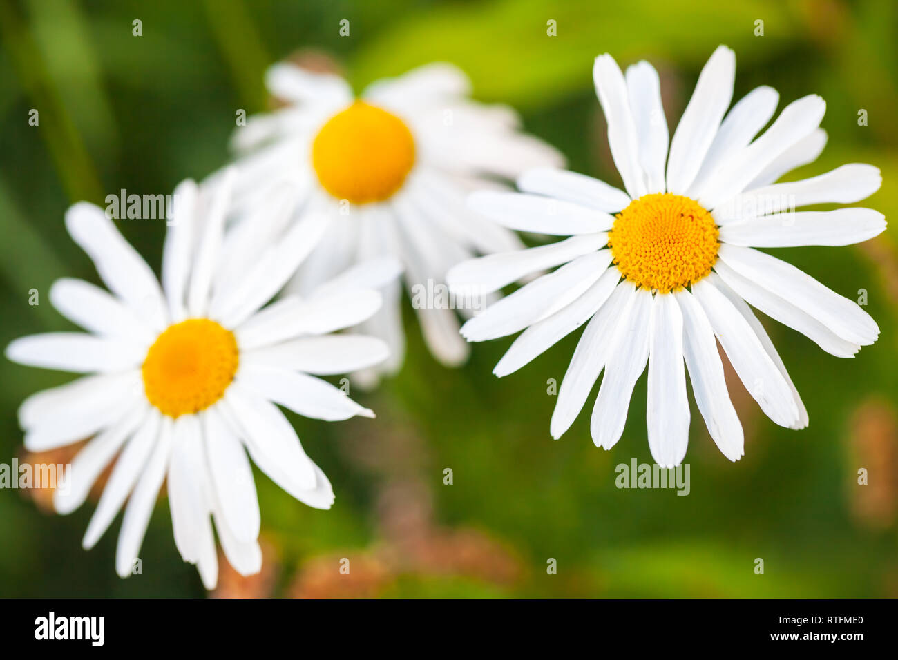 White daisies close up photo over blurred green background Stock Photo