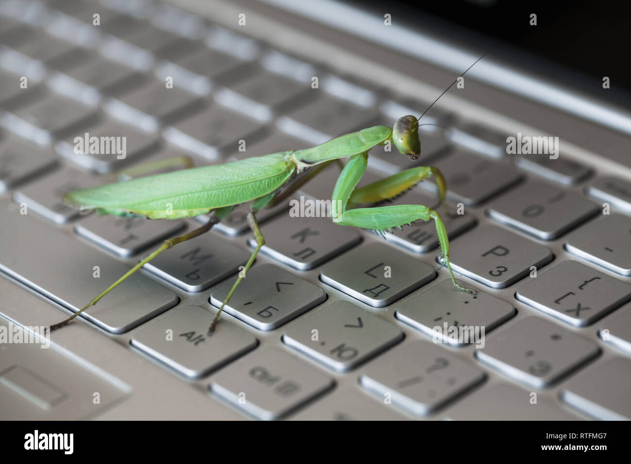 Software bug metaphor, mantis walks on a laptop keyboard with English and Russian letters Stock Photo