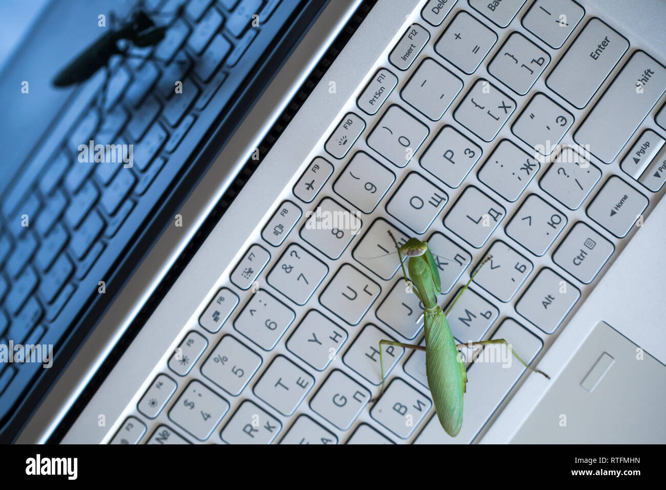 Software bug metaphor, green mantis is on a laptop keyboard, top view Stock Photo