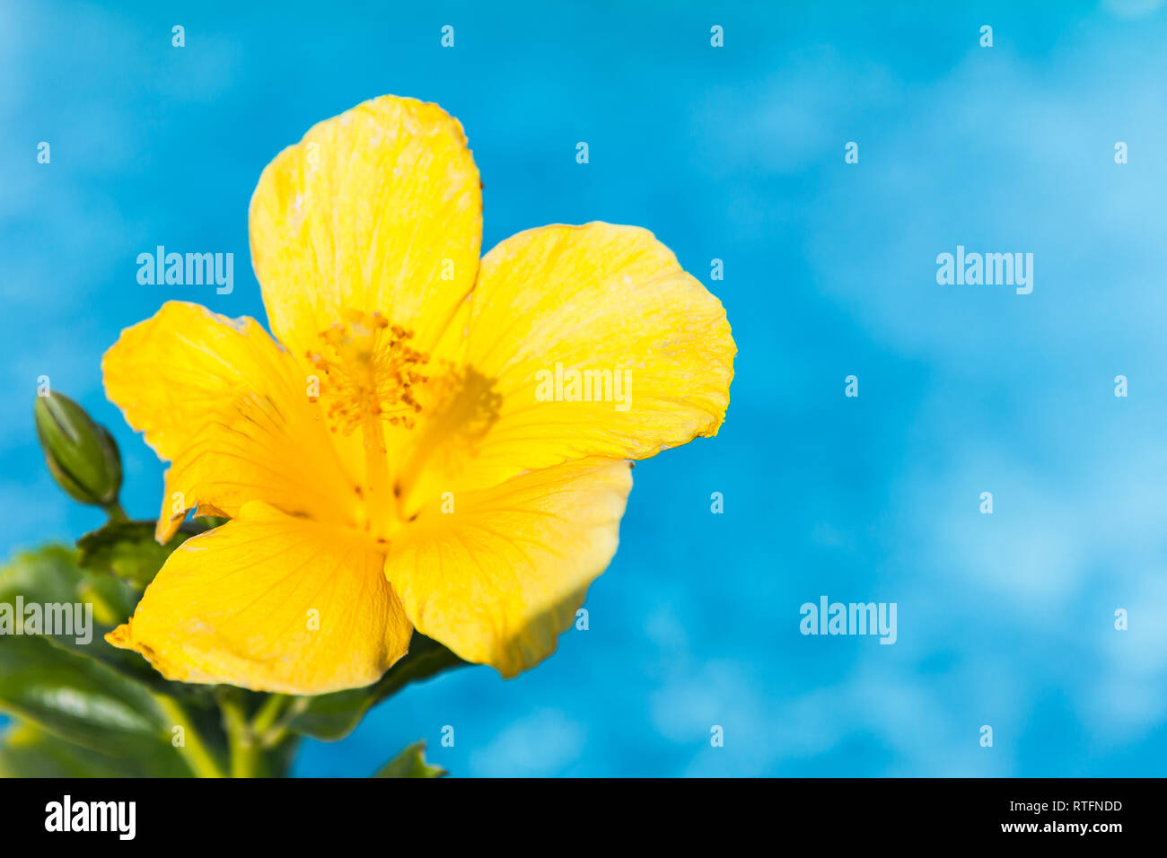 Yellow hibiscus flower plant hi-res stock photography and images - Alamy