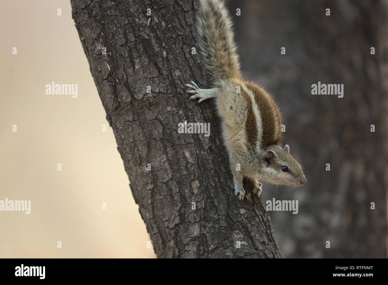 Five-striped Palm Squirrel (Funambulus pennantii). Descending from a tree trunk, head first. Note position of rear feet and digits, gripping the bark  Stock Photo