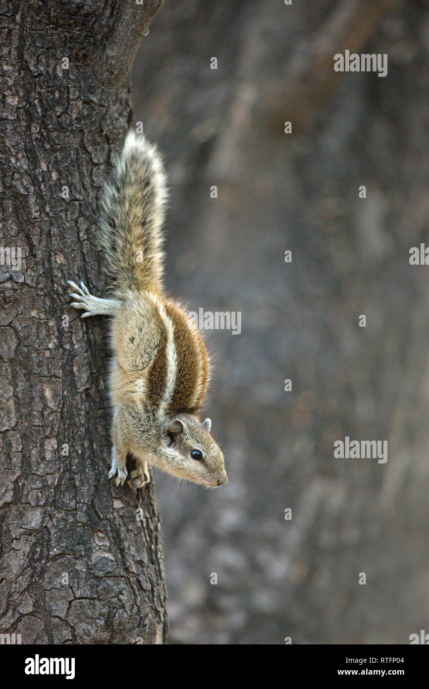 Five-striped Palm Squirrel (Funambulus pennantii). Descending from a tree trunk. Note position of rear feet and digits, gripping the bark to stabilize Stock Photo