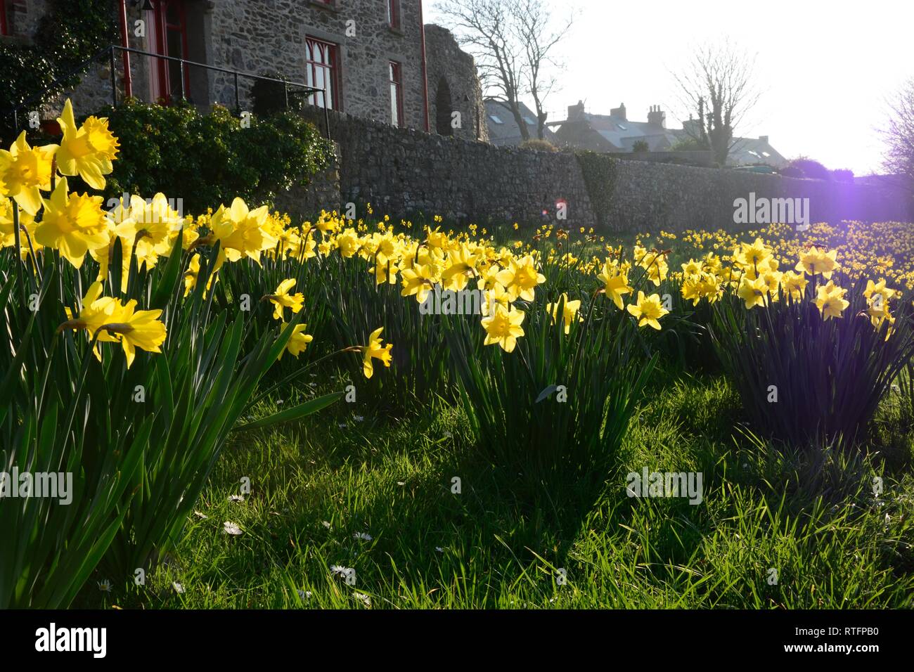 Daffodils back lit in spring sunshine at St Davids Cathedral pembrokeshire Wales Cymru UK Stock Photo