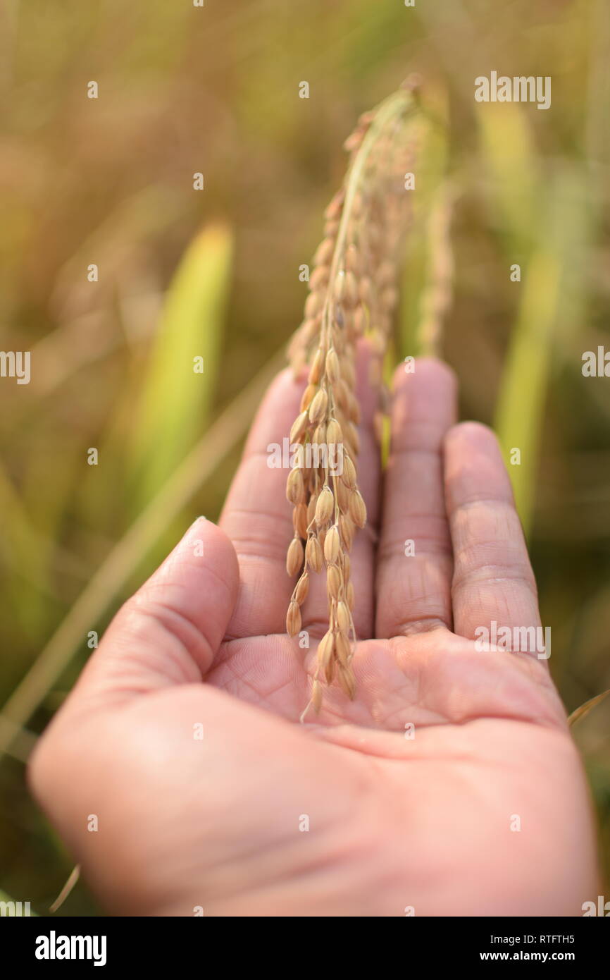 Paddy seeds hires stock photography and images Alamy