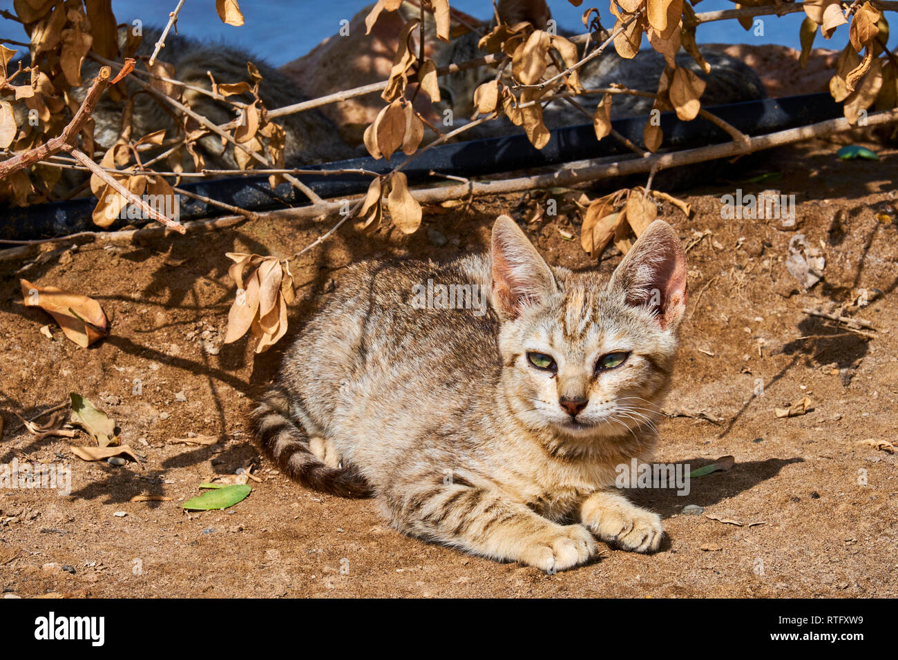 Sultanat of Oman, Gulf of Oman, Mascat, Quriyat District, Quriyat, a