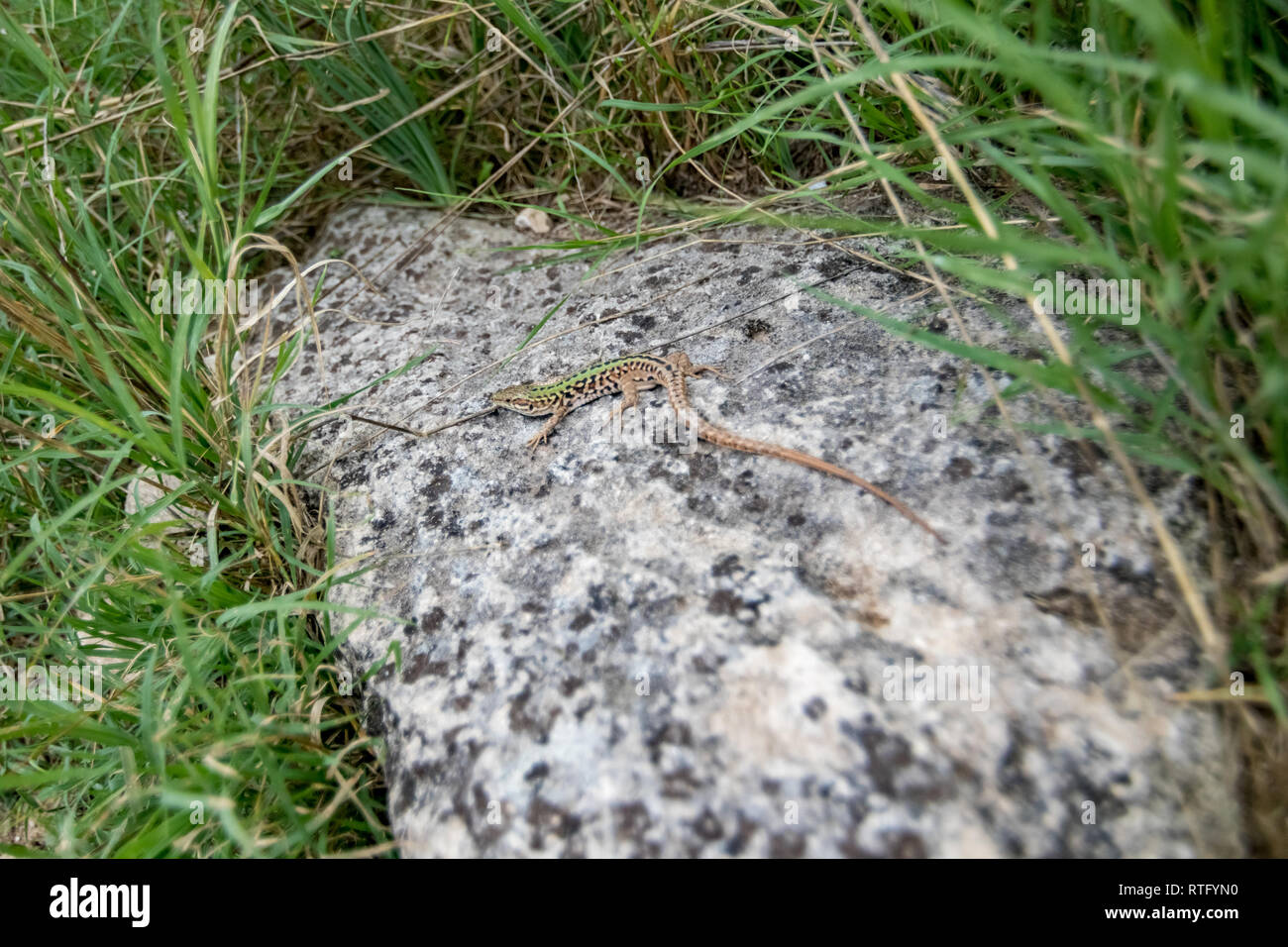 Matera, Italy, viviparous lizard or common lizard, Zootoca vivipara, formerly Lacerta vivipara, resting on granite stone with green grass around in th Stock Photo