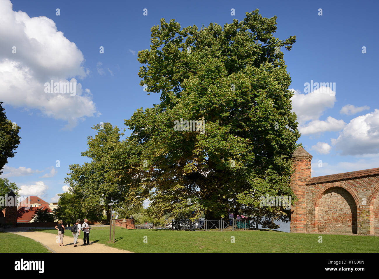 Wichmannlinde, Wichmann Linden tree, Wichmann lime tree, 700 years old, town wall, Neuruppin, Brandenburg, Germany Stock Photo