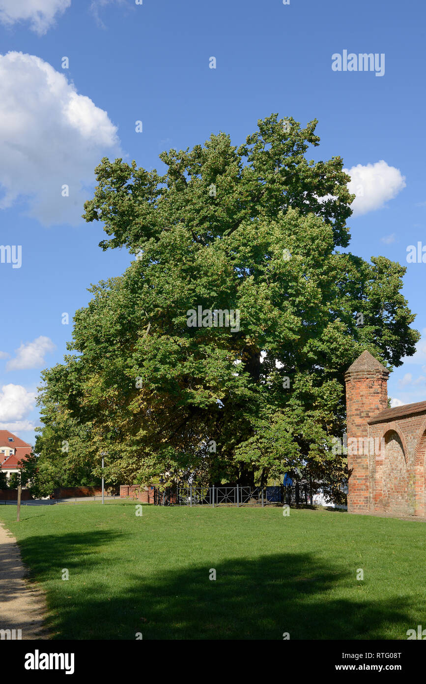 Wichmannlinde, Wichmann Linden tree, Wichmann lime tree, 700 years old, town wall, Neuruppin, Brandenburg, Germany Stock Photo