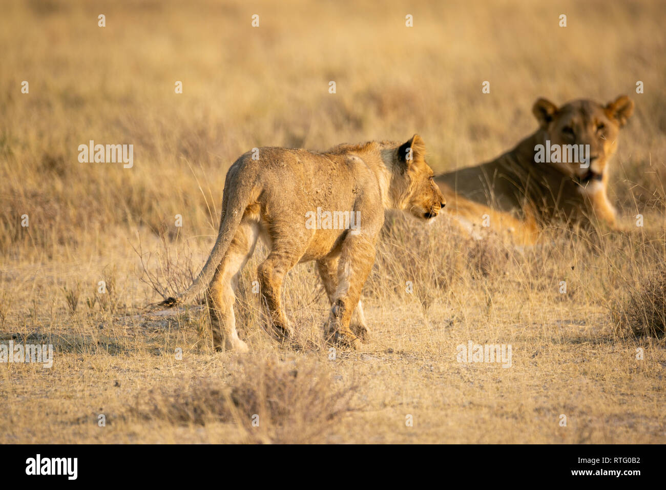 Lion cub walking to female lion mother lying Etosha National Park Namibia Stock Photo